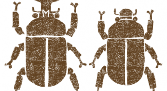 カブトムシ イラストプラザ