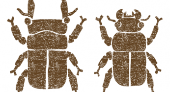 クワガタ イラストプラザ